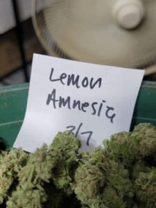 Kjøp Amnesia Haze Cannabis mot angst i Norge